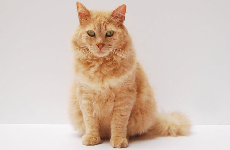 Gato naranja