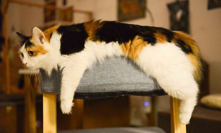 Gato en la cama
