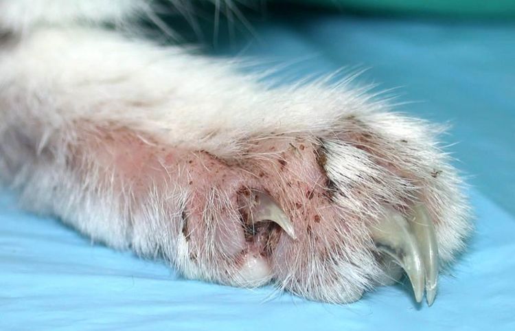 Pilzinfektion bei der Katze