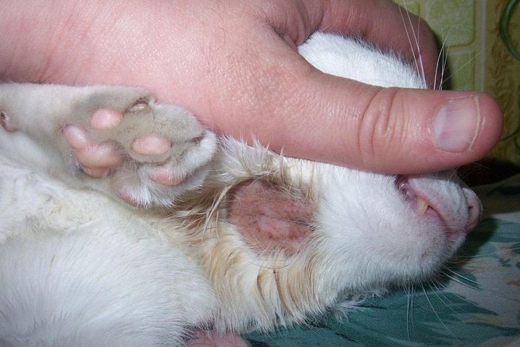 Flechte bei der Katze