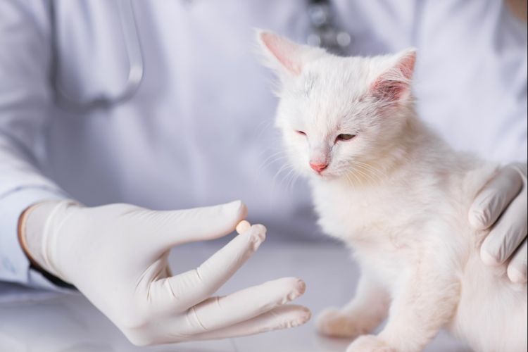 Administrar un comprimido al gato