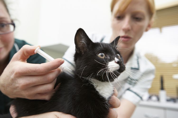 Inyección a un gato en la cruz