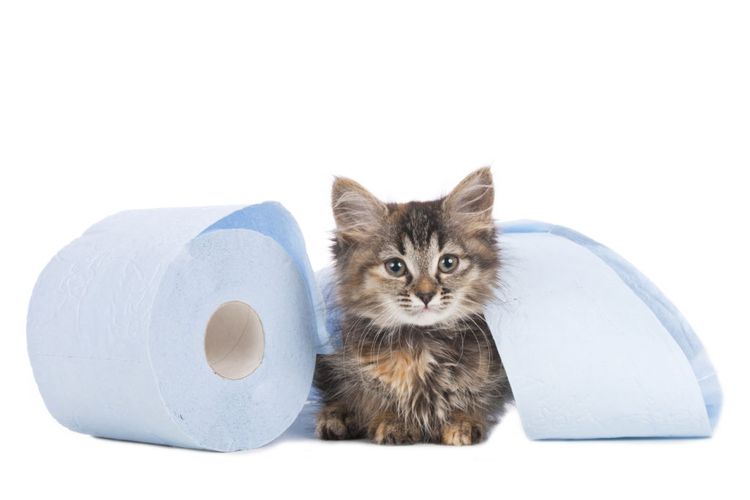El gato y el papel higiénico