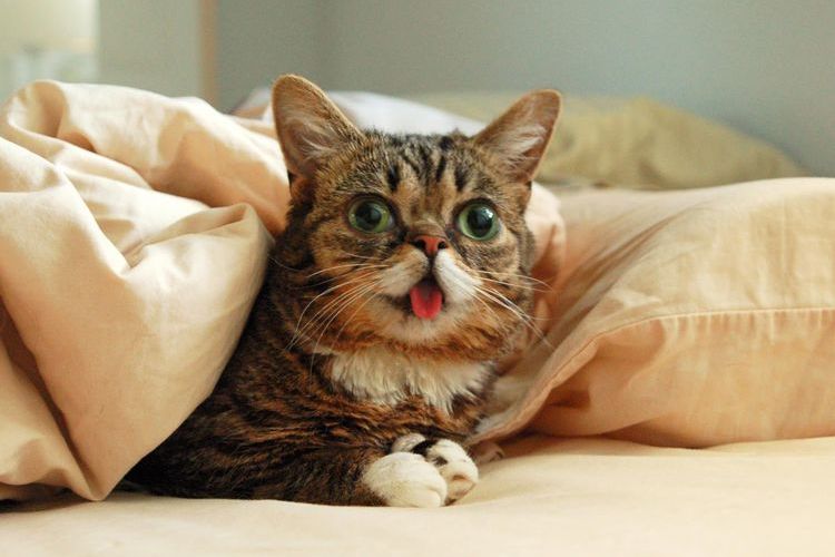 Gato sorprendido