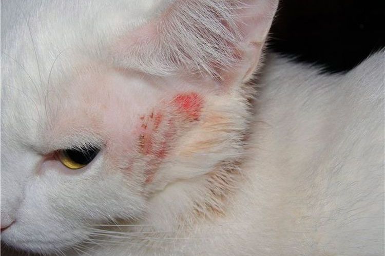 Piojos masticadores en gatos