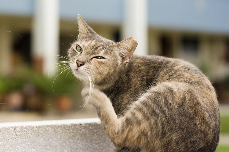 El gato se rasca