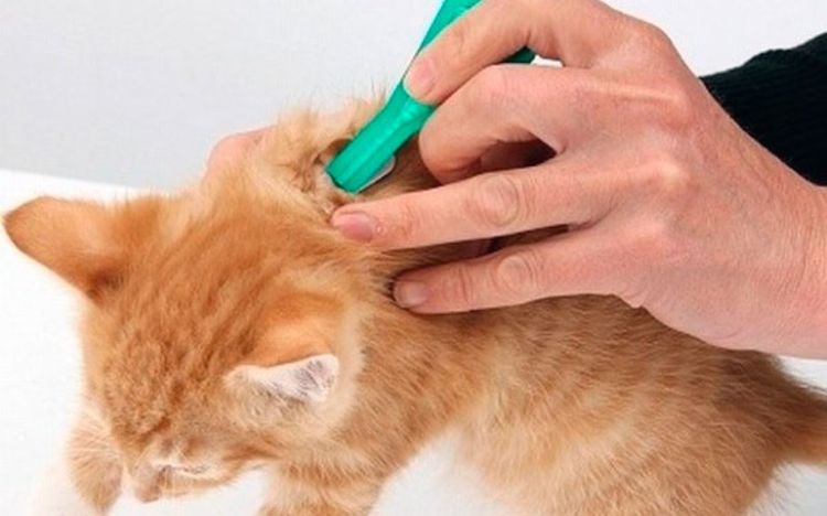 Tratamiento de la cruz del gato
