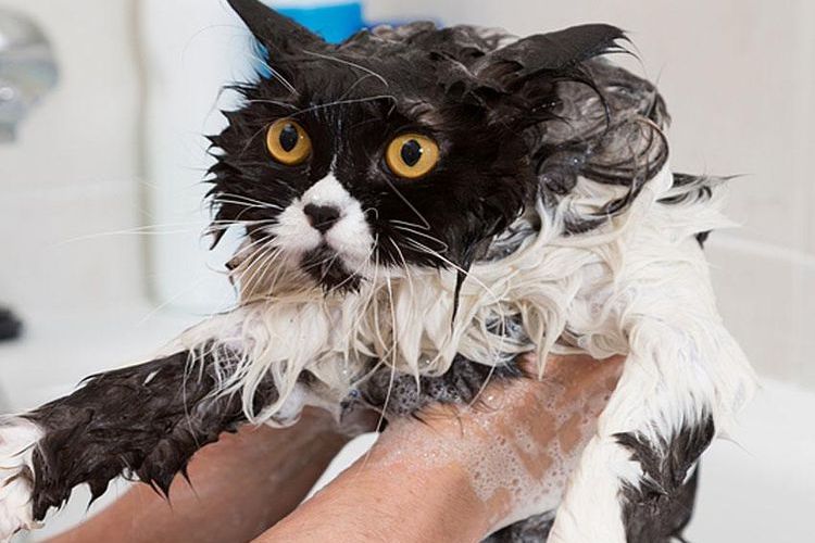 Gato en espuma
