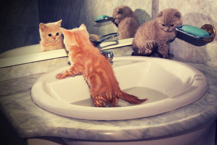 Baño del gatito