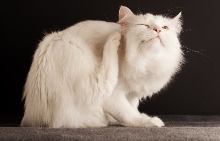 Gata blanca se rasca la oreja