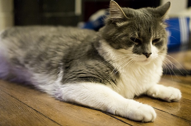 sueño del gato en fase rápida
