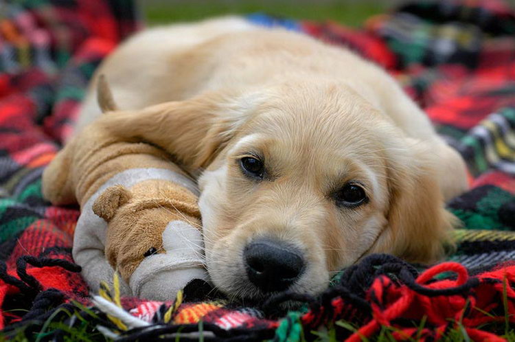comprar un cachorro de retriever