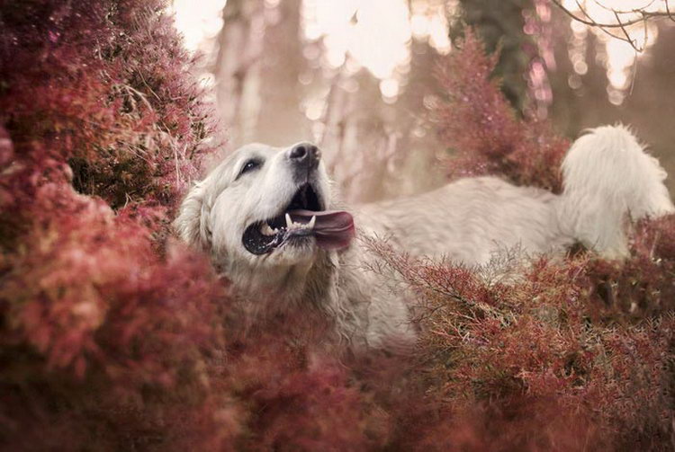 golden retriever blanco