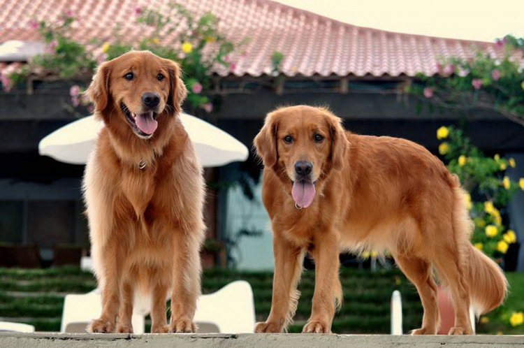 golden retriever americano