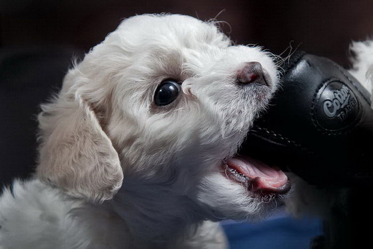 comprar un cachorro de Bichón Frisé