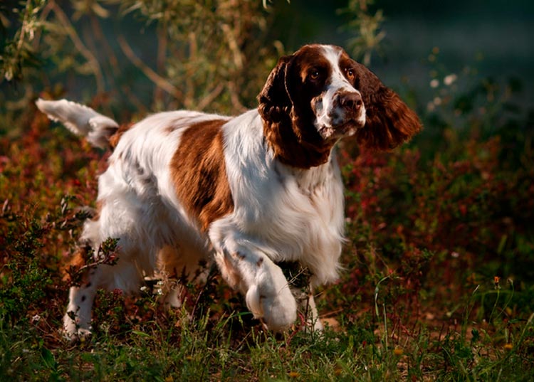 Springer spaniel inglés foto