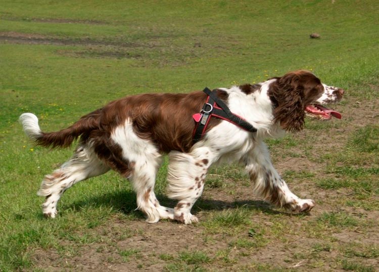 Cómo es el Springer Spaniel Inglés