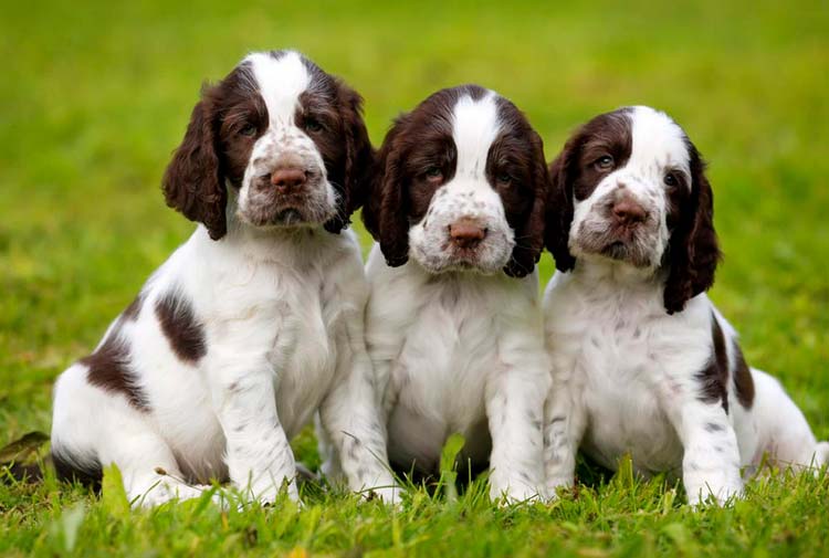 cachorros de Springer Spaniel Inglés