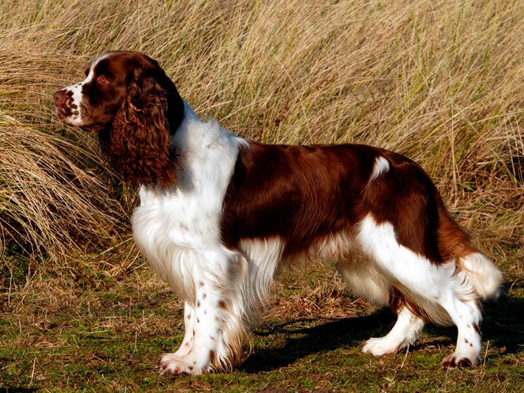 Raza springer spaniel inglés