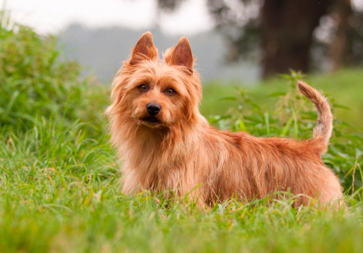perro de raza Terrier Australiano