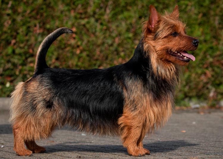 Estándar del Terrier australiano