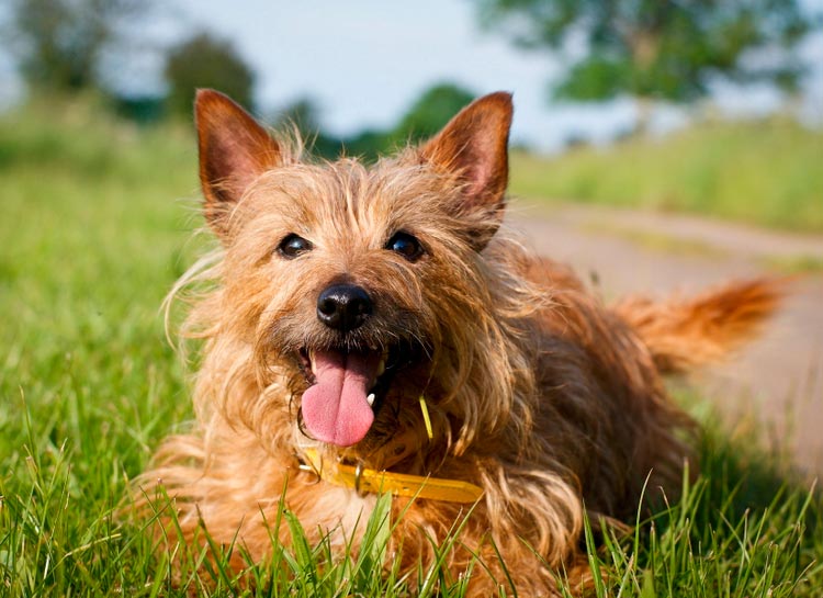 raza terrier australiano