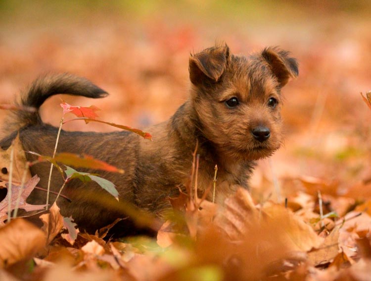 cachorro de terrier australiano