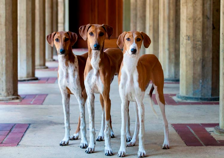tres perros de la raza Azawakh