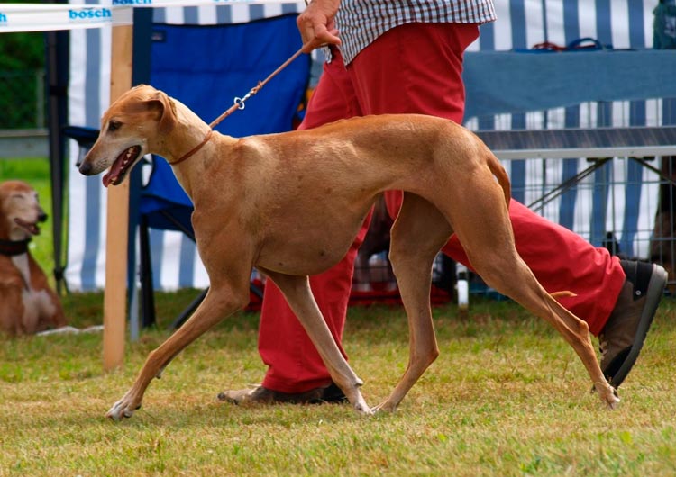 azawakh galgo africano