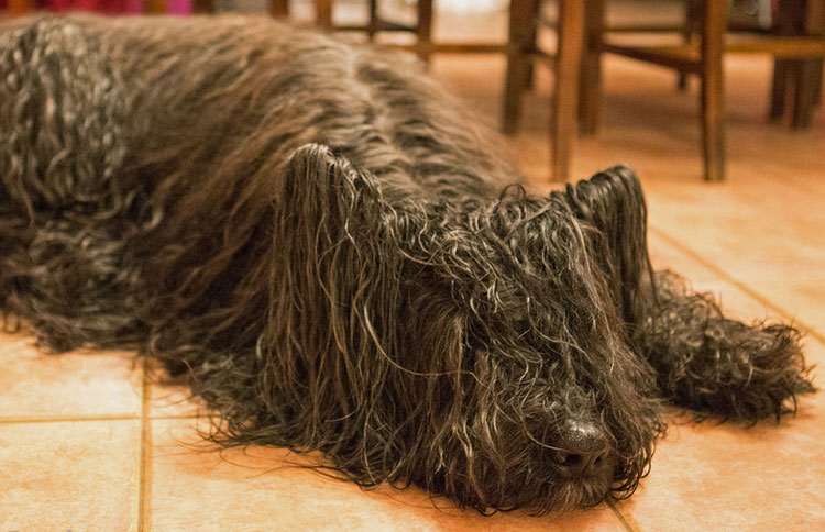 Cuidado del briard
