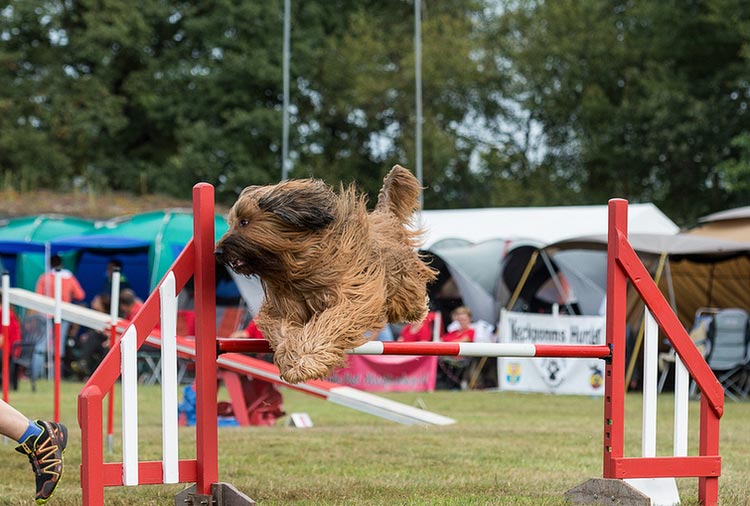 Agility con briard
