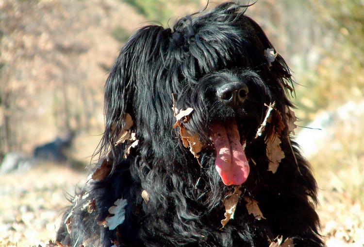 Briard negro