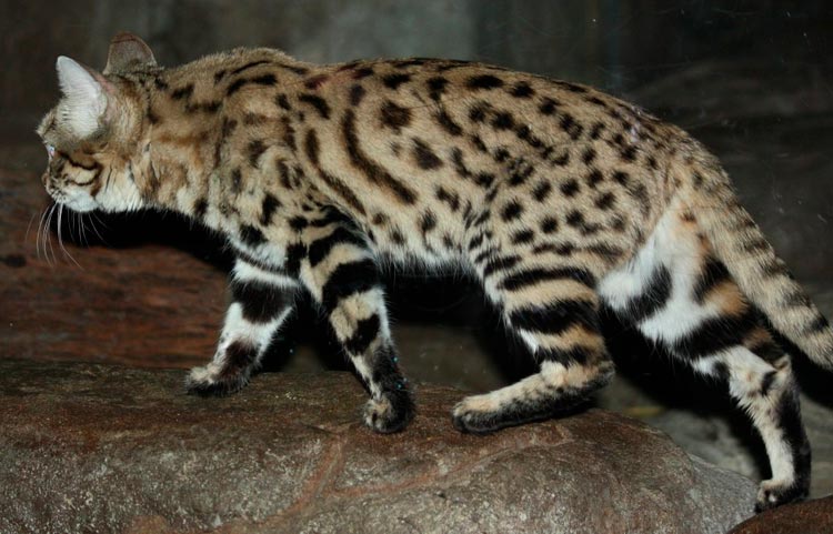 patas del gato de patas negras