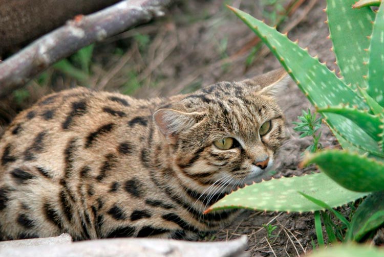 Gato de patas negras y aloe