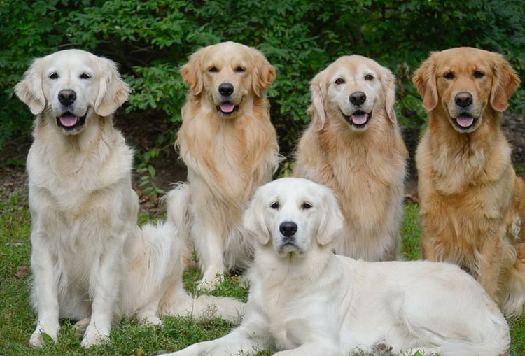 Perros de la raza golden retriever