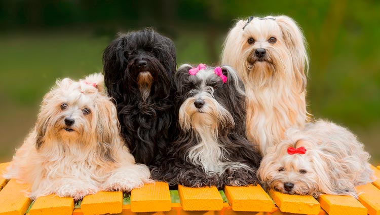 perros de raza Bichón Habanero