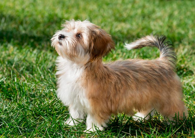 cachorro de bichón habanero de criadero
