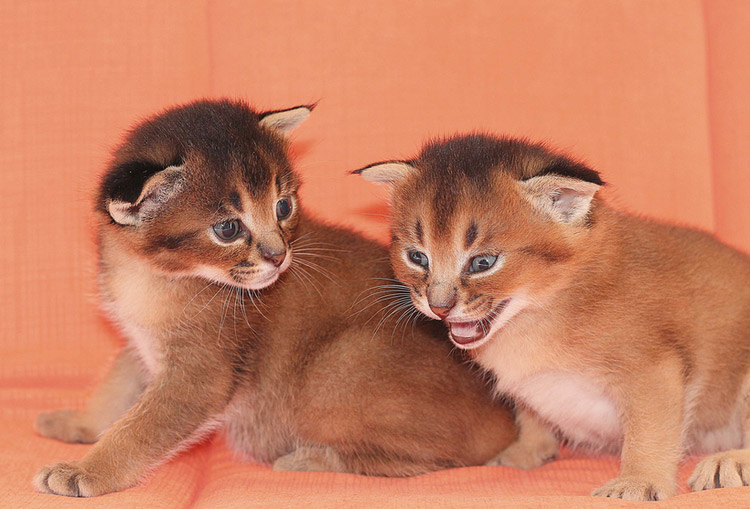 gatitos caracat