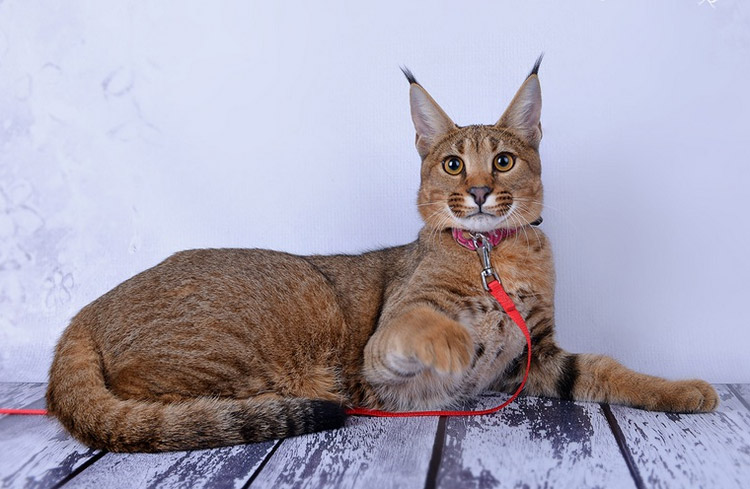 Gato Karaket