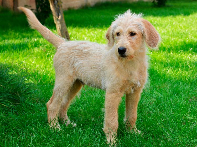 Labradoodle de 6 meses