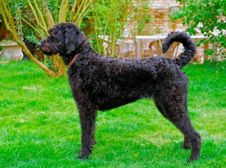 ¿Cómo es el Labradoodle?