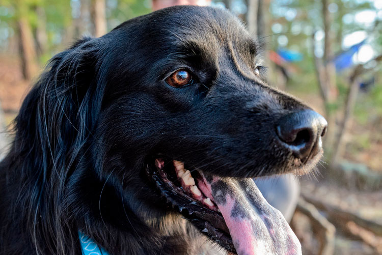Labradoodle negro