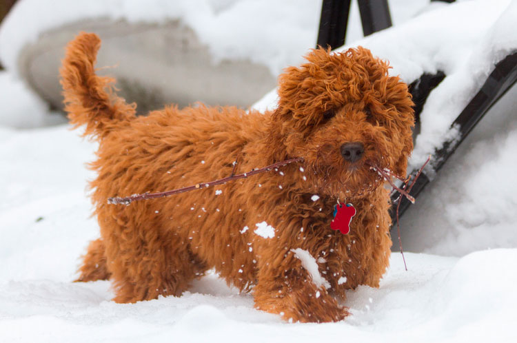 Cachorro de labradoodle de pelaje rojizo
