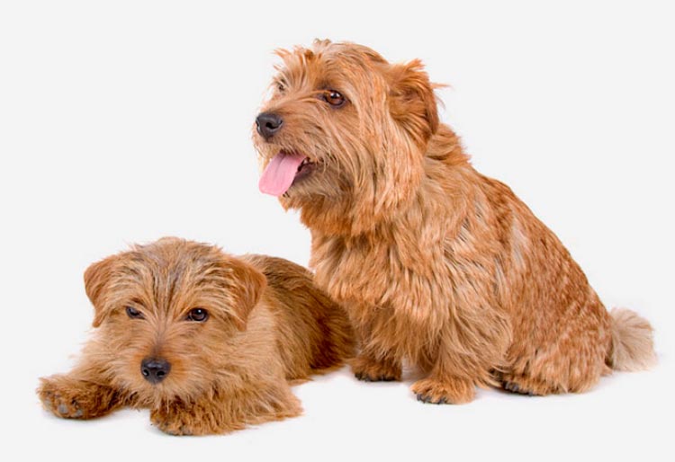 Norfolk Terrier adulto y cachorro