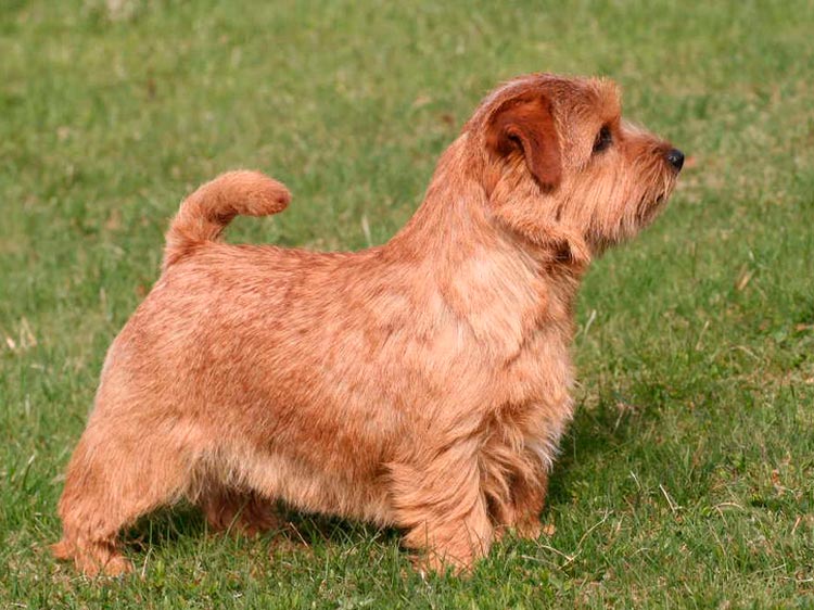 Norfolk Terrier estándar FCI