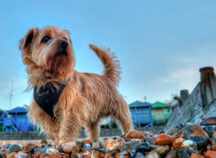 Raza de perro Norfolk Terrier