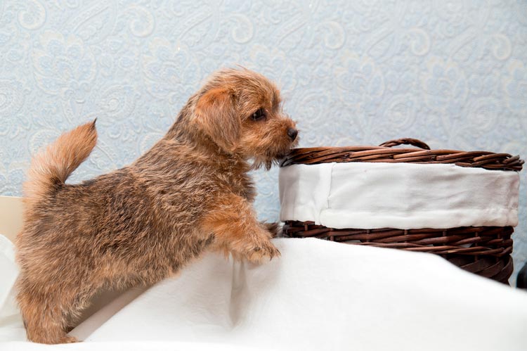 cachorro de Norfolk Terrier