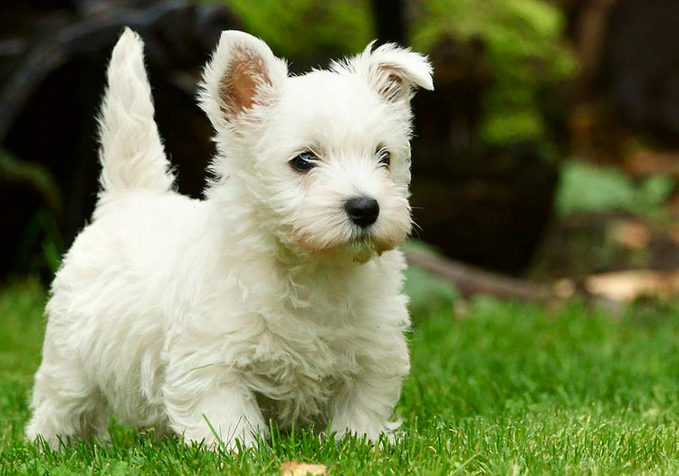 cachorro de terrier blanco