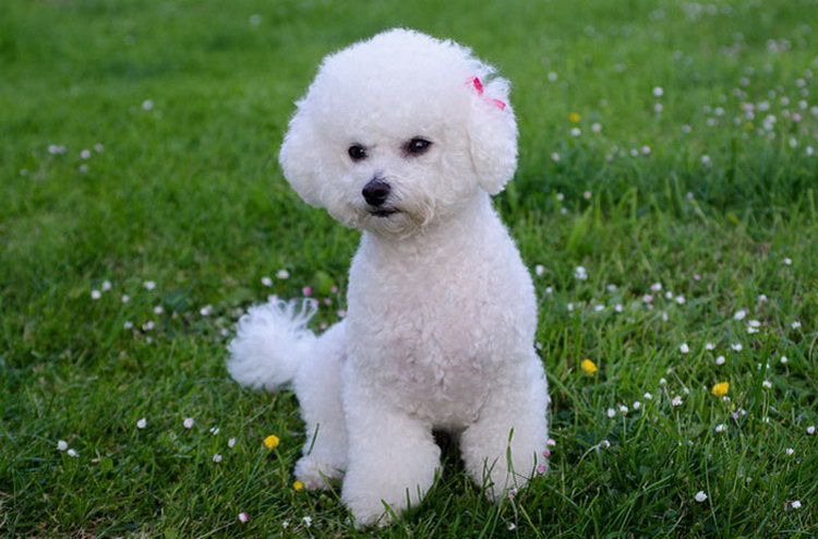 Bichón Frisé hembra