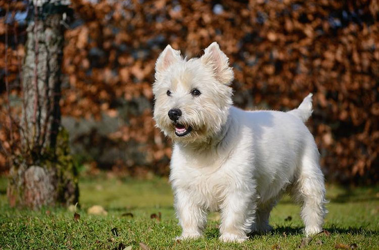 Estándar del West Highland White Terrier